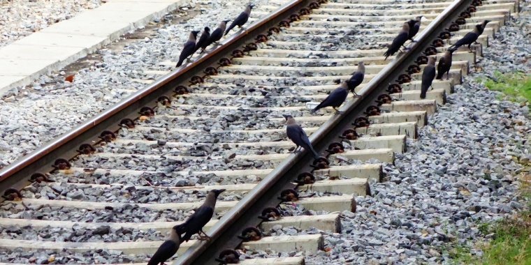 Crows on Railway Track. Analogy for Dynamic Ticket Pricing